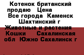 Котенок британский продаю › Цена ­ 3 000 - Все города, Каменск-Шахтинский г. Животные и растения » Кошки   . Сахалинская обл.,Южно-Сахалинск г.